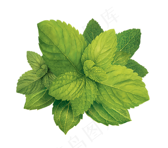 PNG 薄荷叶 植物 叶子 