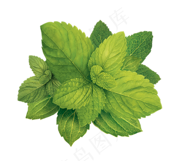 PNG 薄荷叶 植物 叶子  PNG 薄荷叶 植物 叶子