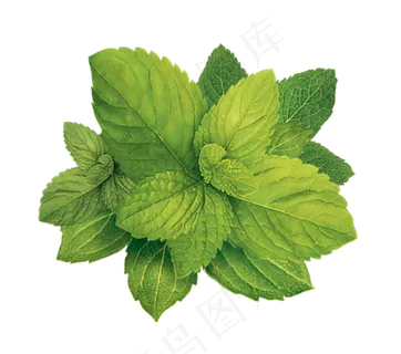 PNG 薄荷叶 植物 叶子  PNG 薄荷叶 植物 叶子