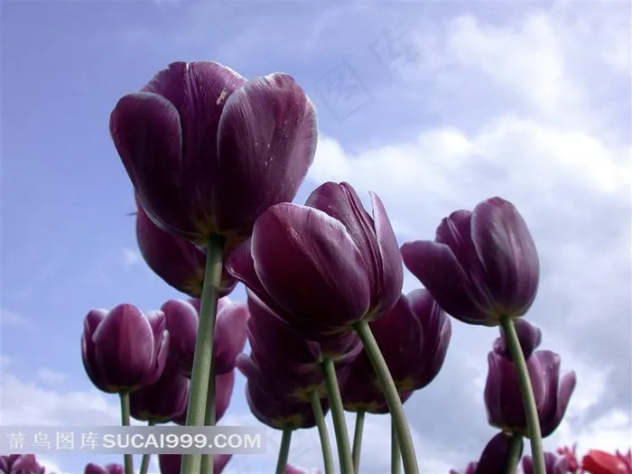 紫色郁金香鲜花摄影素材