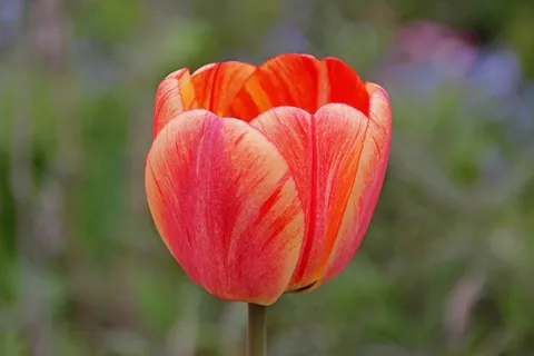 红色郁金香鲜花图片 红色郁金香鲜花图片