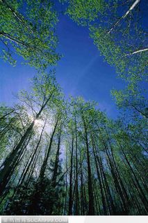 蓝天白云下仰视角度的树林