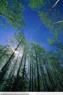 蓝天白云下仰视角度的树林 蓝天白云下仰视角度的树林