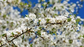 春天白樱花开花图片 春天白樱花开花图片