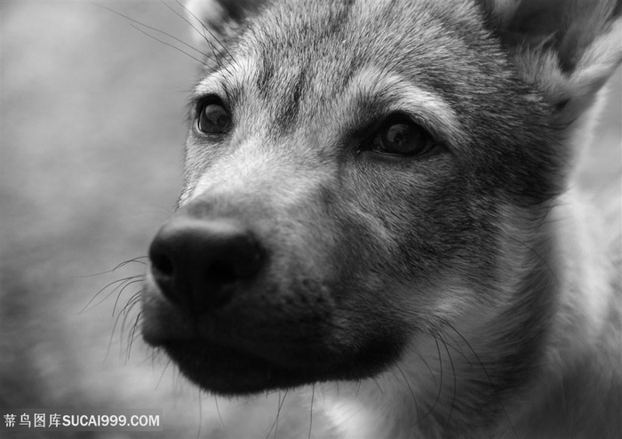 狼狗特写图片