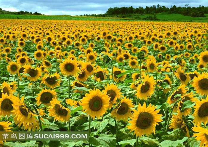 向日葵高清图片下载