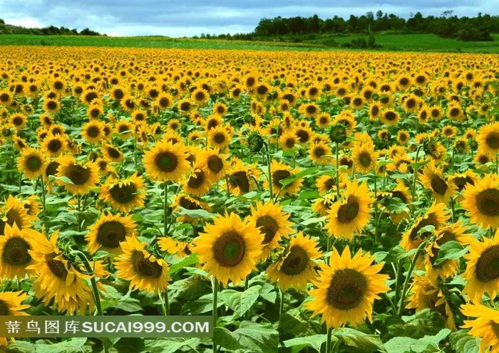 向日葵高清图片下载