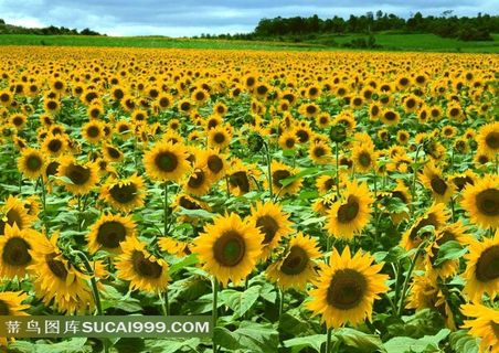 向日葵高清图片下载