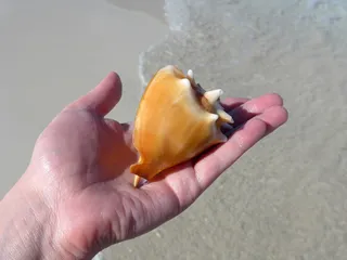 沙滩捡海螺图片