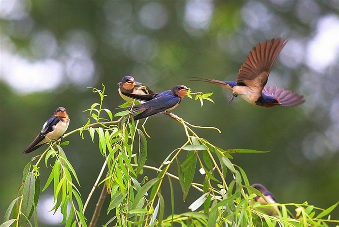 4只黑色的小燕子