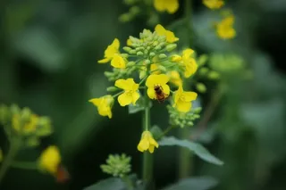 一只在采油菜花蜜的蜜蜂
