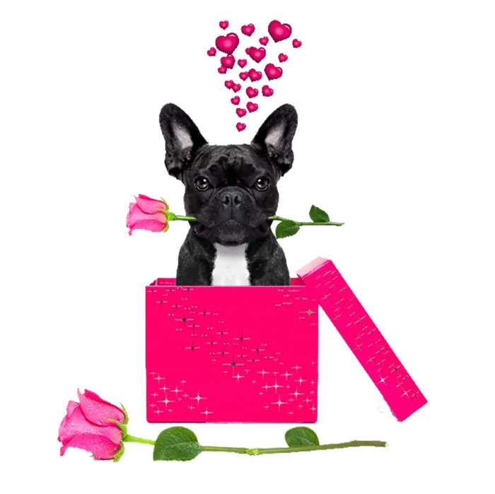 小狗卡通情人节