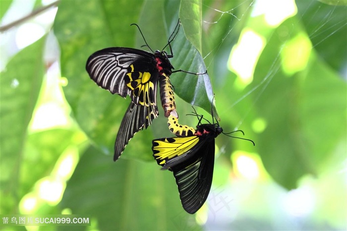 两只交配的昆虫蝴蝶图片