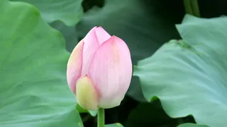 高清荷叶荷花莲花