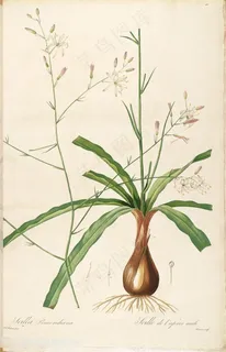 雷杜德原版高清唯美兰花花草素材