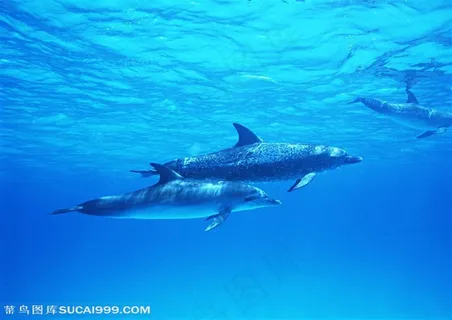 海洋生物-两只海豚在蓝色的海里一前一后的游行 海洋生物-两只海豚在蓝色的海里一前一后的游行
