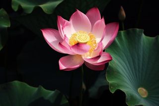 莲花光影暗黑摄影图