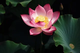 莲花光影暗黑摄影图