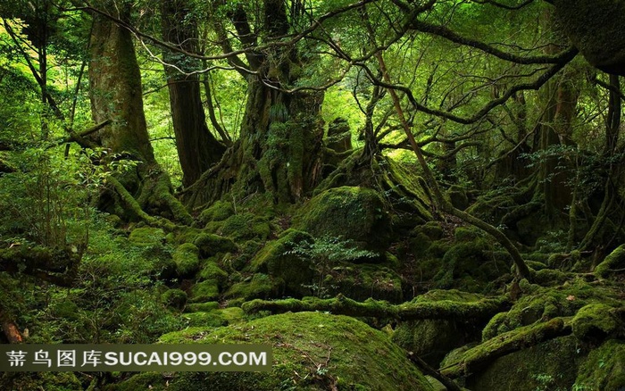 原始森林风景图片素材