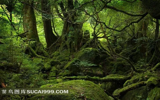 原始森林风景图片素材 原始森林风景图片素材