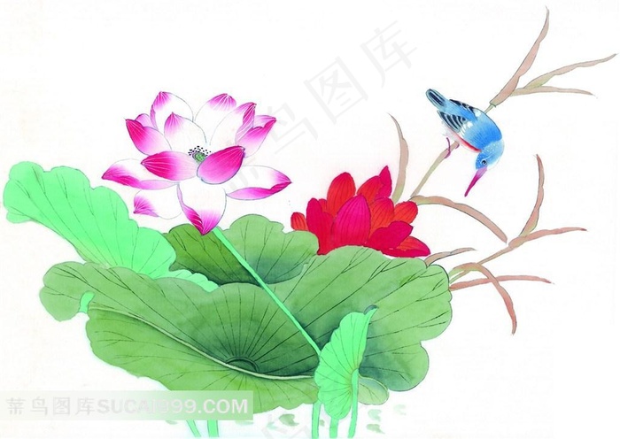 工笔荷花小鸟素材