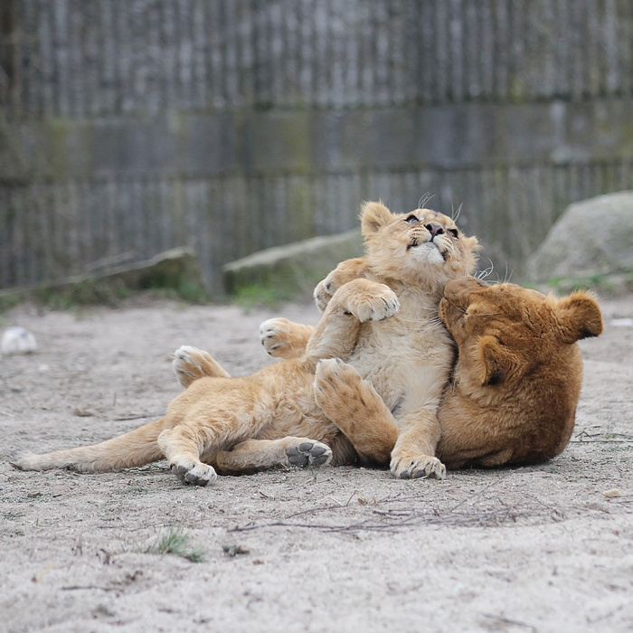 狮子动物园动物森林野生设计素材