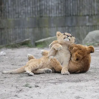 狮子动物园动物森林野生设计素材