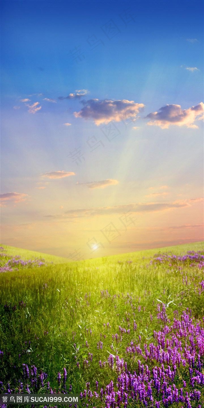 唯美高清草地鲜花风景图片