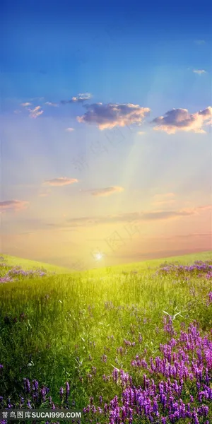 唯美高清草地鲜花风景图片