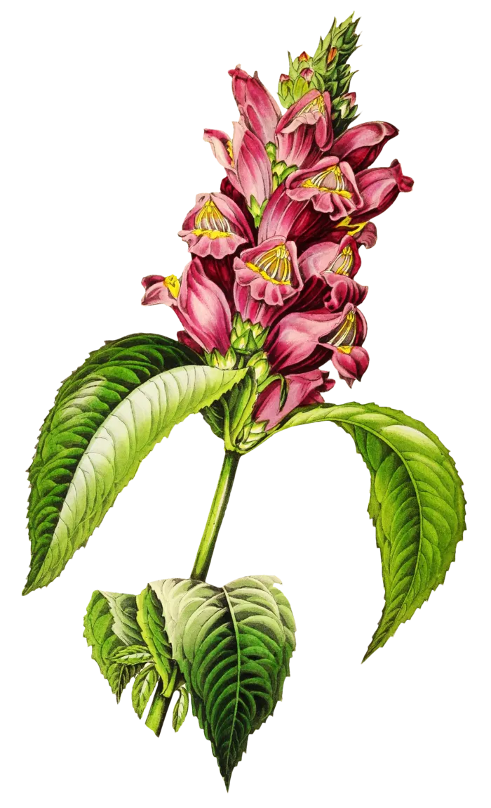 复古手绘植物花卉玫瑰花PNG免扣图案高清图片PS设计素材图