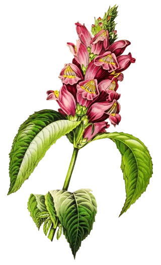 复古手绘植物花卉玫瑰花PNG免扣图案高清图片PS设计素材图