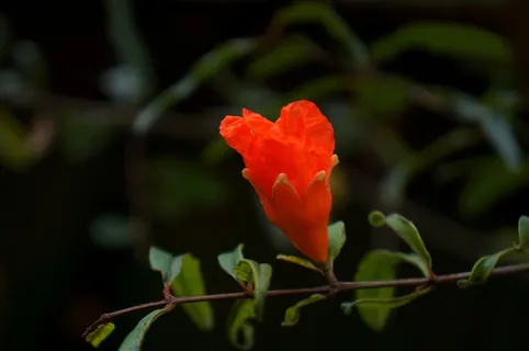 红色石榴花图片 红色石榴花图片