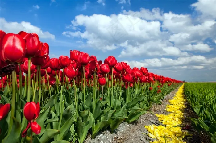 郁金香花海鲜花图片