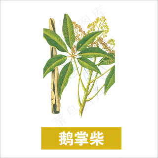 手绘草本中药药材饿掌柴