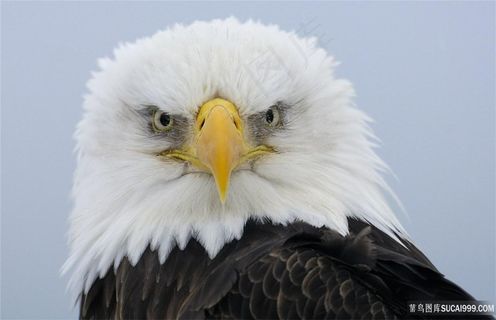 正面白头鹰鸟图片
