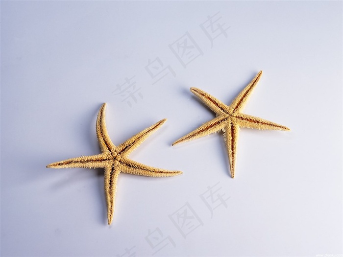 海星贝壳图片