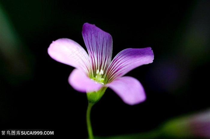 唯美微距高清野花图片