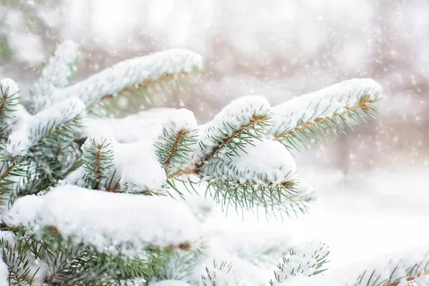 冬天美丽的雪景 冬天美丽的雪景