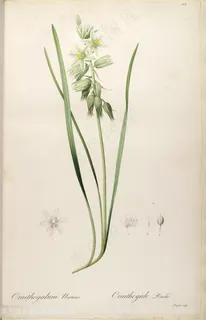 原版高清雷杜德花卉手绘插画 原版高清雷杜德花卉手绘插画
