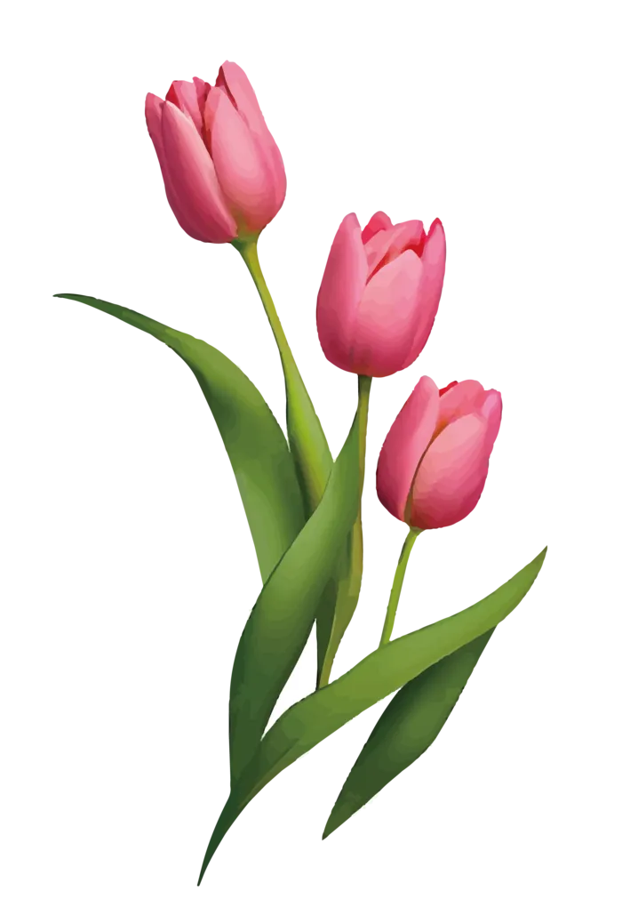免抠郁金香花朵素材