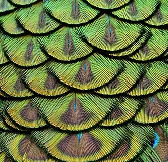 美丽的鸟类羽毛背景高清图2