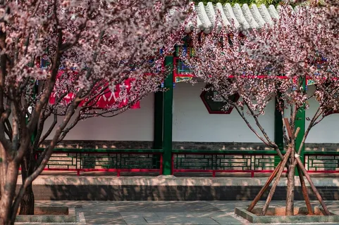 寺庙走廊的樱花