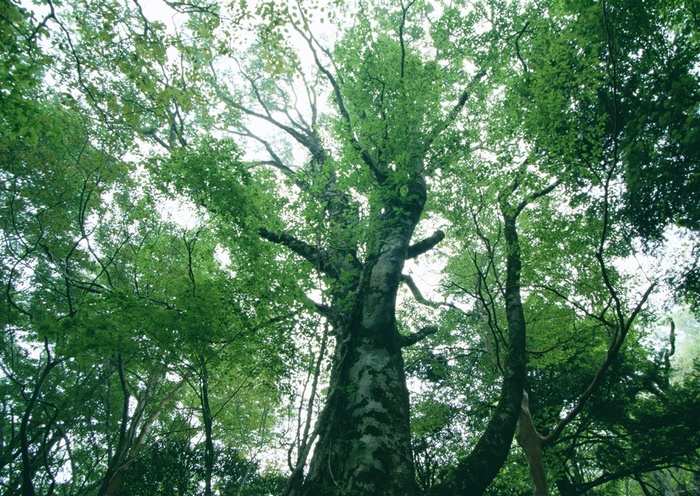 树木风景田园风光图片素材