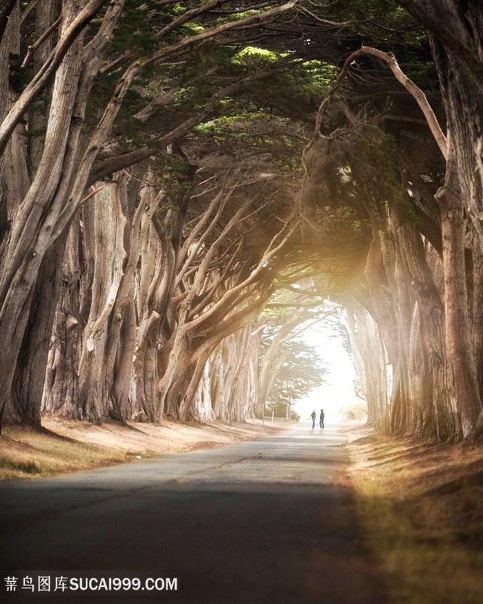 高大树木街道图片