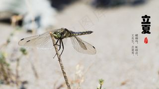 立夏图片