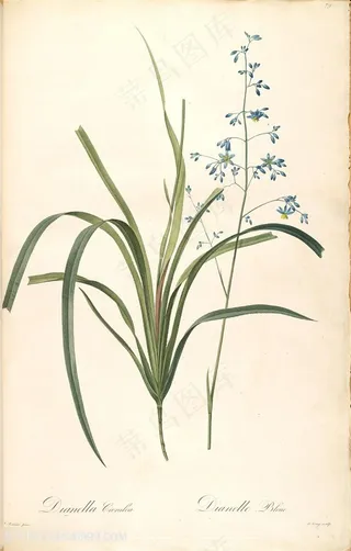 高清花草雷杜德原版紫色花卉植物图谱