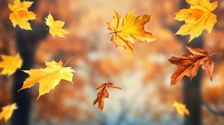 秋天的落叶飘零在空中摄影图