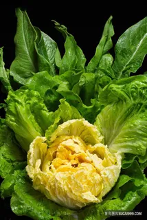 新鲜素菜白菜精美造型火锅配菜图片 新鲜素菜白菜精美造型火锅配菜图片