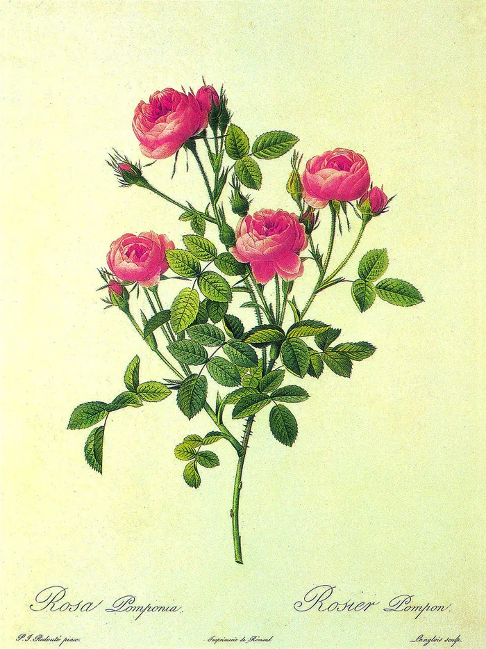 手绘玫瑰花花束插画