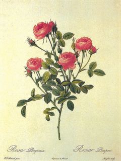 手绘玫瑰花花束插画